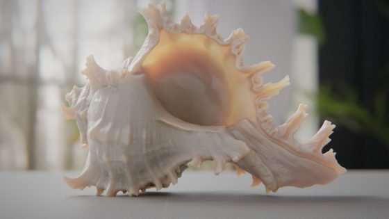 seaShell